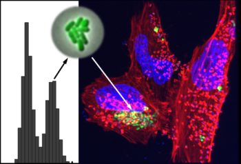 The image shows the spontaneous differentiation of the bacteria into two states (shown in the histogram on the left as two peaks). One of these peaks represents the hypervirulent state that is seen on the right infecting human cells (bacteria are marked in green, the human cells in red and violet). (Photo credit: Irine Ronin)

