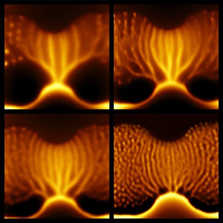 - Four different images of vortices penetrating into a superconducting lead film at rates of tens of GHz, and traveling at velocities up to about 20 km/s. The vortex trajectories, appearing as smeared lines, show a tree-like structure with a single stem that undergoes a series of bifurcations into branches. Each image is done at a different magnetic field and each image is 12 x 12 µm2. (Photo credit: Yonathan Anahory / Hebrew University)