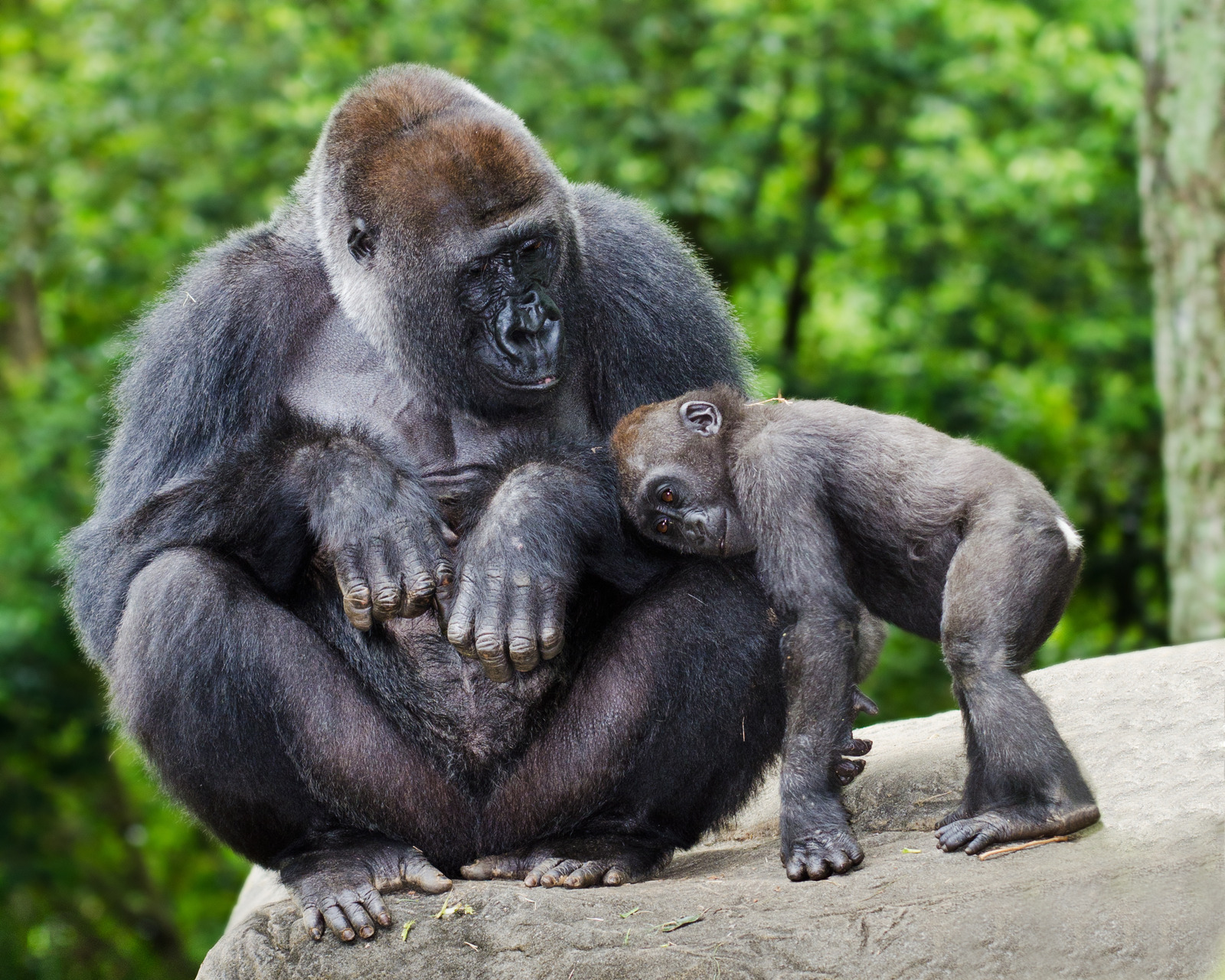 Female gorilla caring for her young..