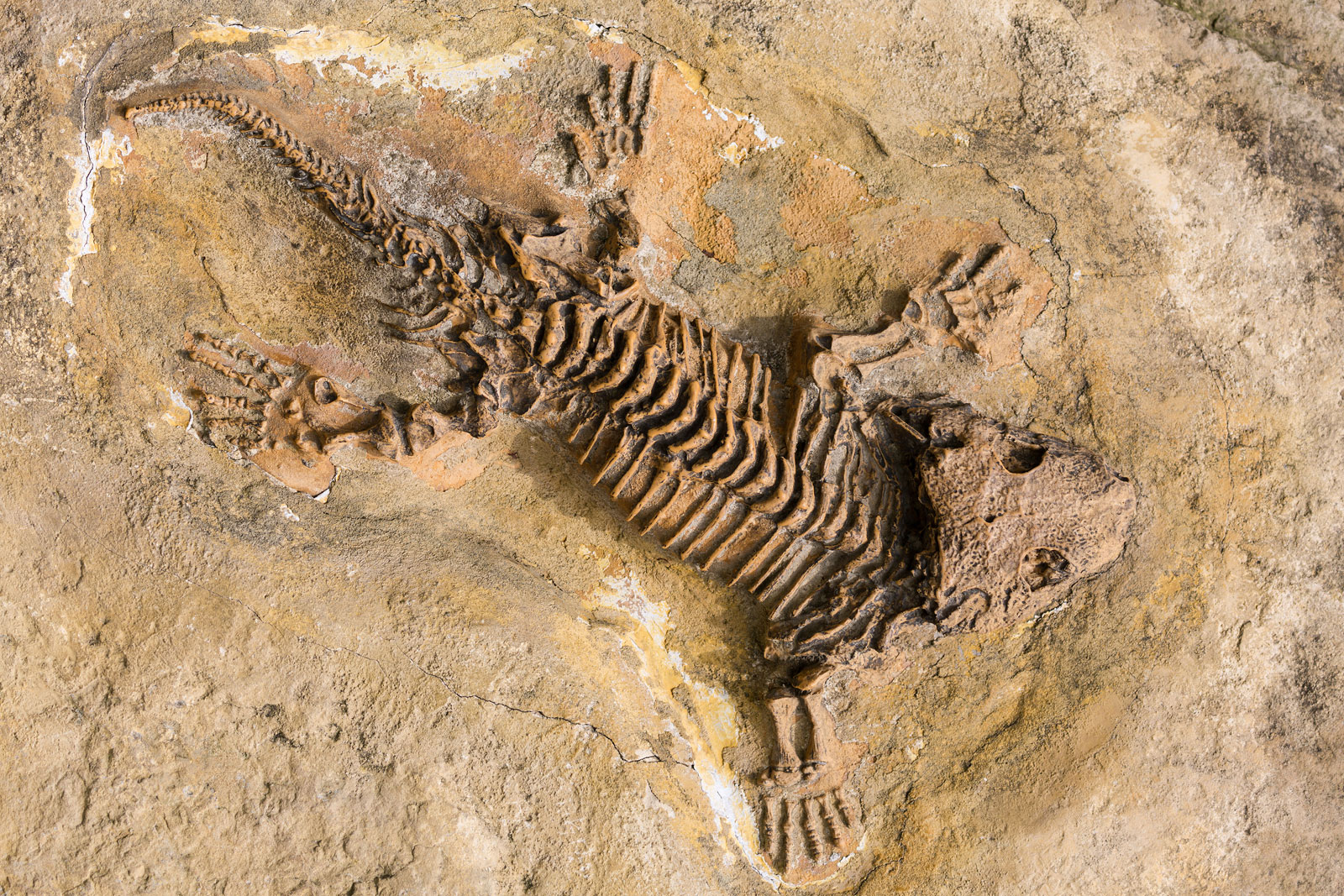 Skeleton-fossil-record-reptiles-stone