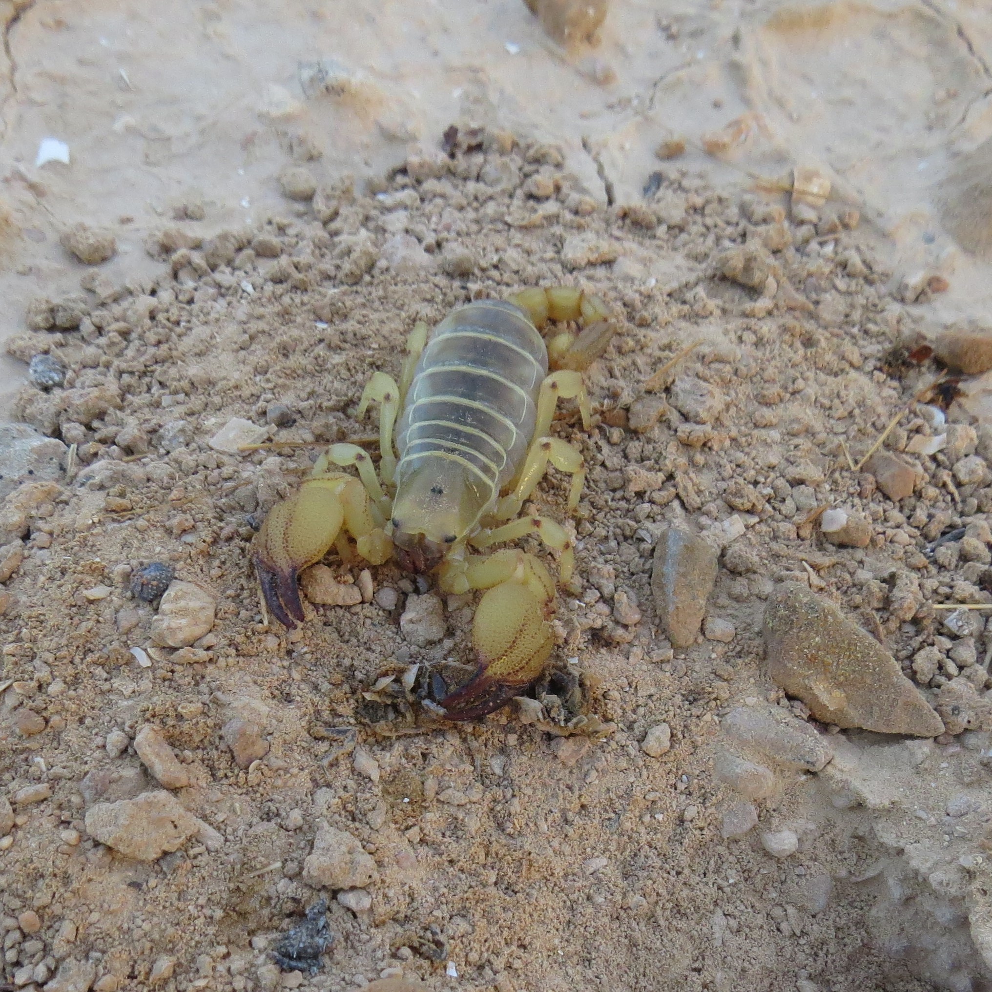 gold israeli scorpion preyed on isopod