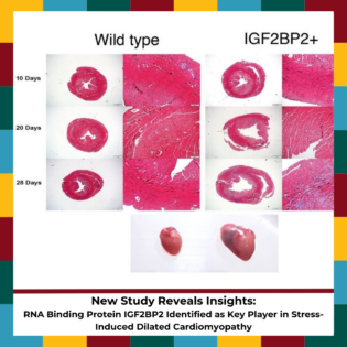 13.12 POST RNA Binding Protein