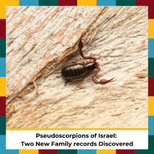 Pseudoscorpions of Israel Two New Family records Discovered