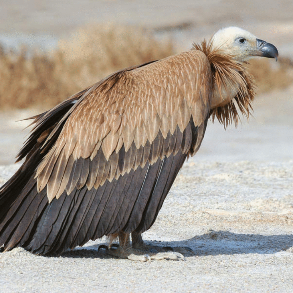 Eurasian Griffon Vulture