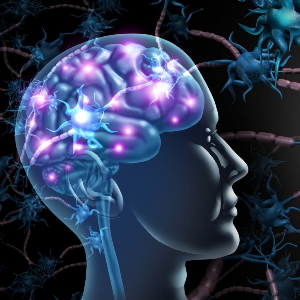 Brain
