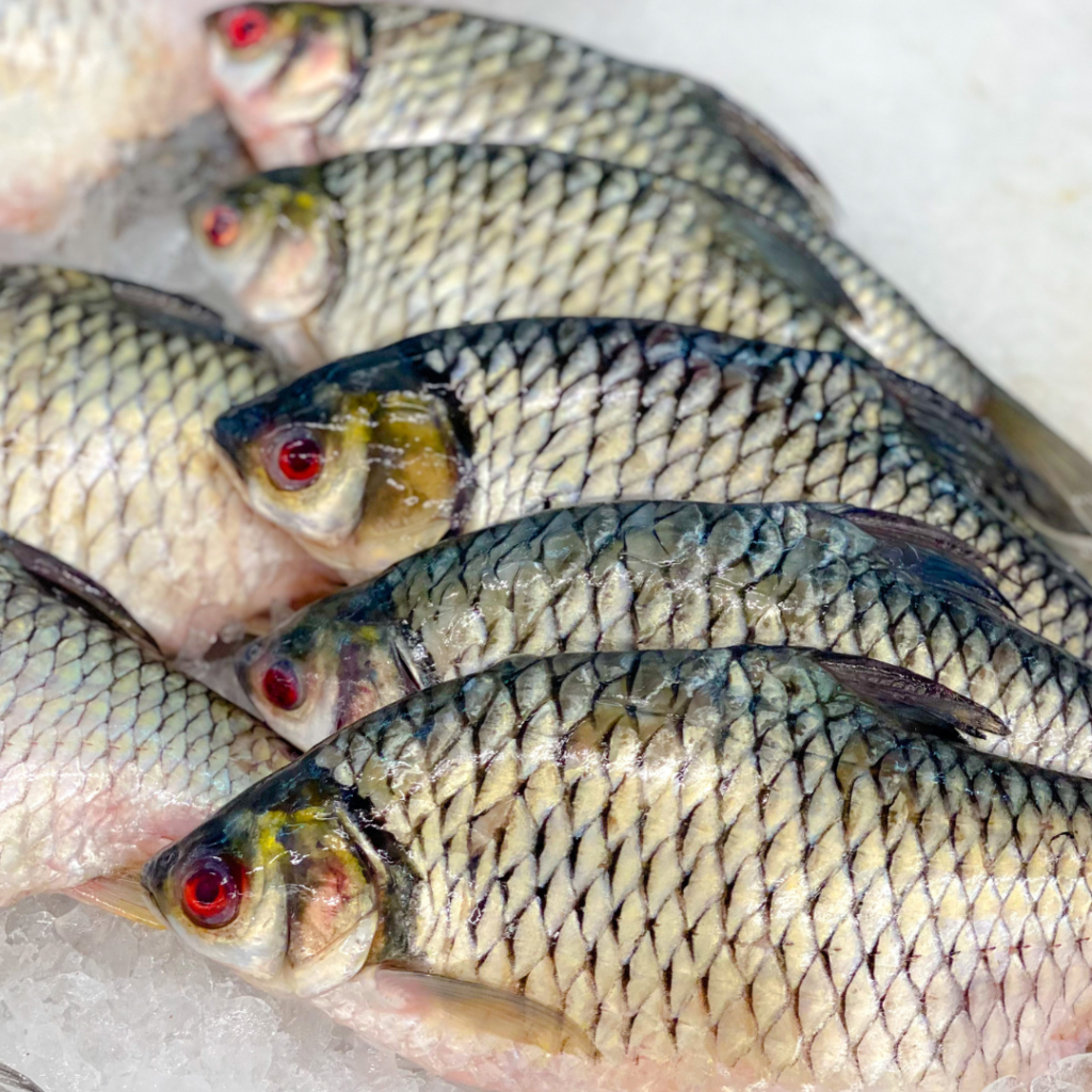 Carp